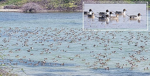 ராமேசுவரம் கெந்தமாதன பர்வதம் பகுதியில் இரை தேடும் ஊசிவால் வாத்துகள்.