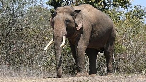 முதுமலை வனப் பகுதியில் வலம் வந்த ‘ரிவால்டோ’ யானை உயிரிழப்பு