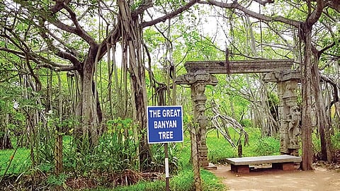 எங்கும் தழைக்கும் ஆல்! | ஆயிரம் மலர்களே மலருங்கள் 18