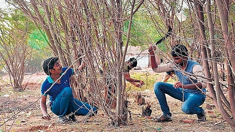 அந்நிய மரங்கள் வளராமல் தடுக்க தொடர் பராமரிப்பு நிதியை விடுவிக்காதது ஏன்? - வனத்துறை செயலர் ஆஜராக ஐகோர்ட் உத்தரவு