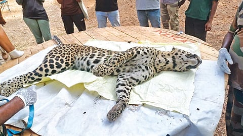 கோவை அருகே கம்பி வேலியில் சிக்கி உயிரிழந்த பெண் சிறுத்தை.