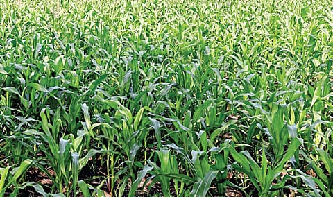 ஏக்கருக்கு 5 குவிண்டால் கூடுதல் மகசூல்: உயிரி உரங்களால் செழிக்கும் மக்காச்சோளம்