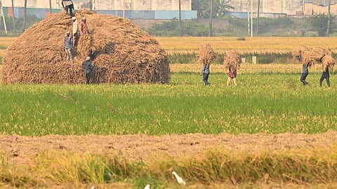 கடந்த 5 ஆண்டுகளில் நெல் ஊக்கத்தொகை ரூ.2,118 கோடி: பட்ஜெட்டில் தகவல்