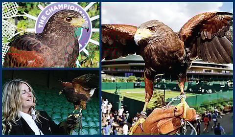 ரூஃபஸ்: விம்பிள்டன் கழுகு | வரலாறு முக்கியம் மக்களே! - 38