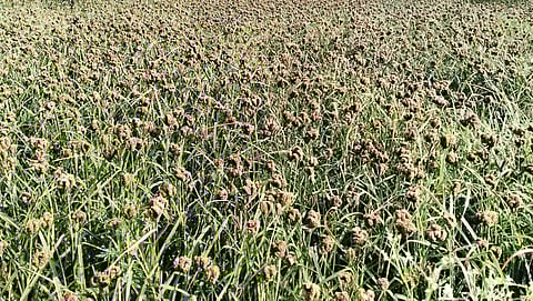 போச்சம்பள்ளியில் இருந்து வேலம்பட்டி செல்லும் சாலையில் வீரமலை பகுதியில் அறுவடைக்கு தயாராக உள்ள ராகி கதிர்கள், செழித்து வளர்ந்துள்ளன.