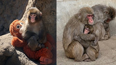 தாயால் கைவிடப்பட்டு மீண்டும் கூட்டத்தில் இணைந்த குட்டிக் குரங்கு - வீடியோ வைரல்