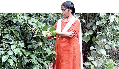 ஏற்​காடு செம்​மநத்​தத்​தில்​ உள்​ள தோட்​டத்​தில்​, காபி, மிளகு பயிர்​களு​டன்​ இயற்​கை ​விவ​சாயி பிரேமலதா.