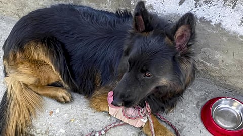 மோப்ப நாய் ‘டைசன்'