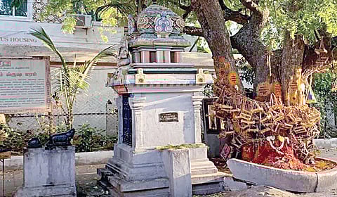 பார்வதி சுயம்வர விருட்சம்