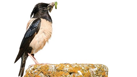 ஐரோப்பாவிலிருந்து வந்துள்ள ரோசா மைனா!