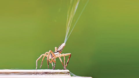 சிலந்திகள் பறப்பது எப்படி? | இயற்கையில் அறிவியல் 21