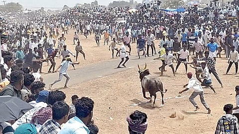 அரளிப்பாறை மஞ்சுவிரட்டில் சீறிப்பாய்ந்த காளை.