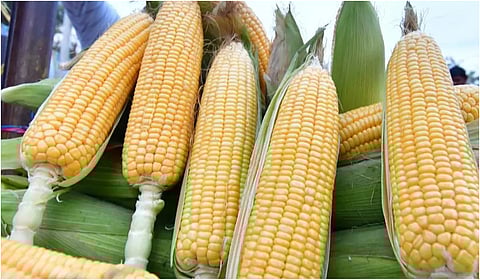 குறைந்தபட்ச ஆதார விலையில் மக்காச்சோளத்தை அரசு கொள்முதல் செய்ய வேண்டும்: ராமதாஸ்