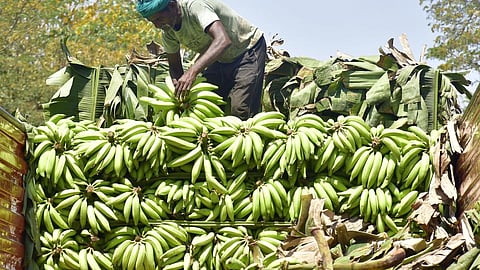 ஈரான் - இஸ்ரேல் போரால் ம.பி. வாழை விவசாயிகள் பாதிப்பு