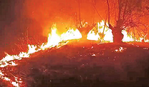 தேன்கனிக்கோட்டை வனச்சரகத்திற்கு உட்பட்ட தொளுவ பெட்டா வனப்பகுதியில் ஏற்பட்ட காட்டுத் தீயில் பற்றி எரியும் மரங்கள்.