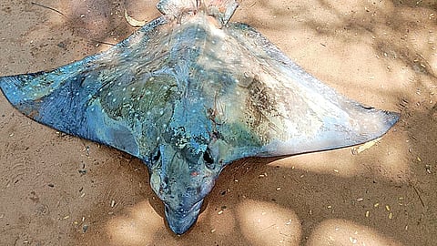 பாம்பன் மீனவர்கள் வலையில் பிடிபட்ட  குருவி திருக்கை