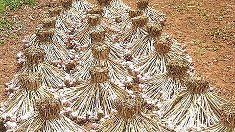 பிரசித்திபெற்ற கொடைக்கானல் மலைப்பூண்டு. 