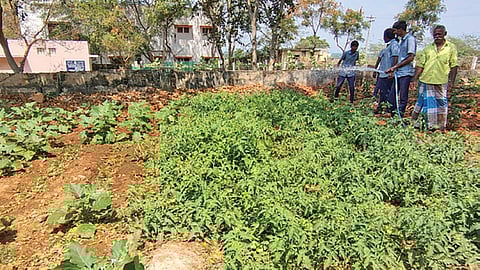 அலங்காநல்லூர் அரசு பள்ளியில் சூரிய ஒளி மின் வசதியுடன் காய்கறி தோட்டம்