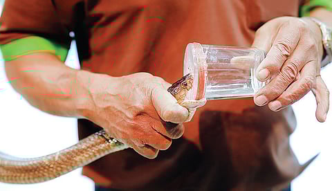 பாம்புக் கடியில் மட்டும்தான் நஞ்சு இருக்கிறதா?