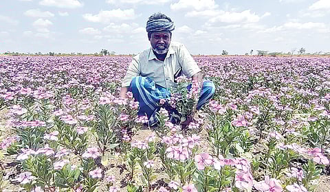 நித்திய கல்யாணியில் நிறைய லாபம்