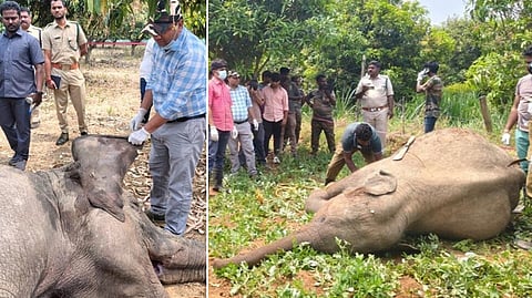 திருப்பதியில் மின்சார வேலியில் சிக்கி 2 யானைகள் உயிரிழப்பு