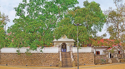 அனுராதபுரம் போதி மரம்