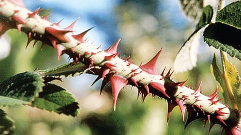 முட்களிலும் இருக்கு இயற்பியல்! | இயற்கையில் அறிவியல் 23