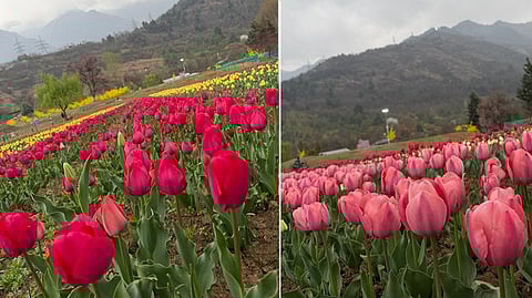 துலிப் மலர் திருவிழா தொடக்கம்: புகைப்படத்தை பகிர்ந்து காஷ்மீர் முதல்வர் உமர் பெருமிதம்