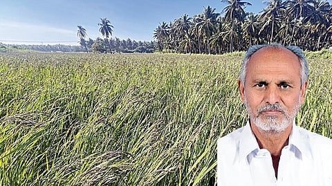 காலா​பாத் நெல் வயல். (உள்படம்) ரசூல் முகைதீன்.