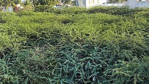 தமிழகம் முழுவதும் கருவேல மரங்களை வேருடன் அகற்ற உயர் நீதிமன்றம் உத்தரவு