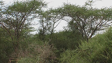 தமிழகத்தில் அடுத்த பருவமழை தொடங்கும் முன்பு சீமை கருவேல மரங்களை வேரோடு அகற்ற ஐகோர்ட் உத்தரவு