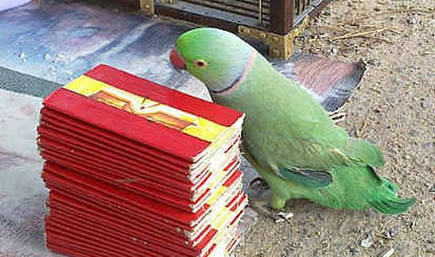 வருமான வரித்துறை அதிகாரியிடம் ரூ.20 லட்சம் ஏமாற்றிய கிளி ஜோசியர்