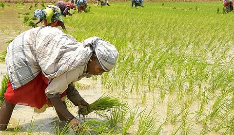 வேளாண் பொருட்களுக்கு ஊக்கத் தொகை: மத்திய அரசின் உத்தரவுக்கு விவசாயிகள் சங்கம் கண்டனம்