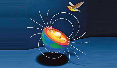 பறவைகளின் குவாண்டம் காந்தமானி | இயற்கையில் அறிவியல் 24