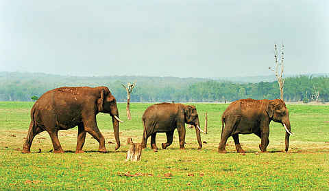 காட்டின் பொறியாளர்கள் | காடு என்ன சொல்கிறது? - 13