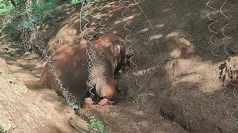 ஆனைமலை அருகே தனியார் தோட்ட சூரிய மின்வேலியில் சிக்கி பெண் யானை உயிரிழப்பு
