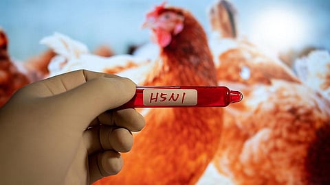 பறவை காய்ச்சல் எதிரொலி: தமிழகம் முழுவதும் நோய் தடுப்பு நடவடிக்கை தீவிரம்