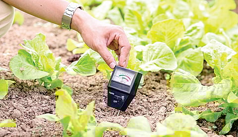 மண் pH: செழிப்பின் ரகசியம்