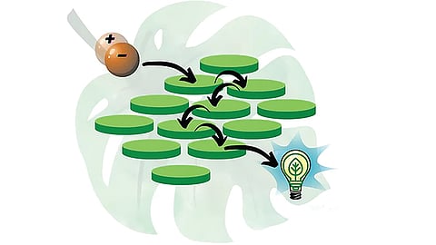 ஒளிச்சேர்க்கையும் ஒரு குவாண்டம் நிகழ்வே | இயற்கையில் அறிவியல் 25