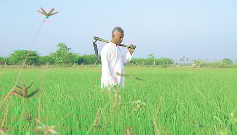 நெல் வயலில் தரணி முருகேசன்.