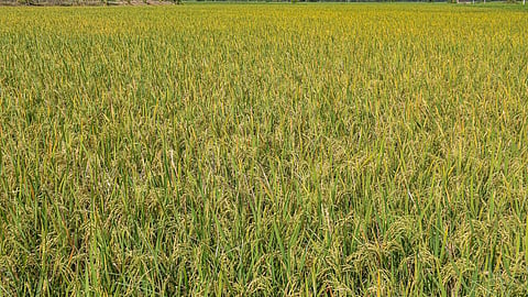 கோப்புப் படம்