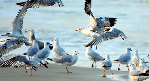 கடல் பறவைகள் ஏன் முக்கியம்?