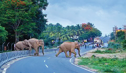 படங்கள்: செந்தில்குமரன்