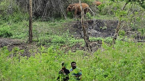 ஜார்க்கண்ட் மாநிலத்தில் காட்டு யானை தாக்கியதில் 3 பேர் உயிரிழப்பு