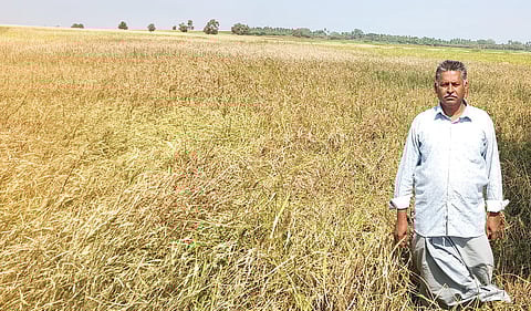 தன்னுடைய நெல் வயலில் சங்கரநாராயணன்