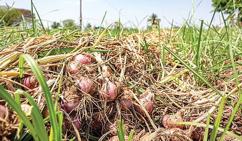 வெங்காய விதை உற்பத்தி: இரட்டிப்பு லாபம் தரும் நுட்பமான சாகுபடி