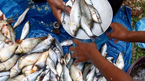 மேற்கு வங்க பிரச்சாரத்தில் மீன் அரசியல்