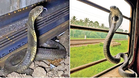 ரயிலில் வரும் கருநாகம்