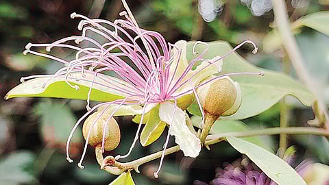 ஆதொண்டை