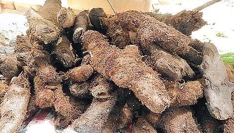 அழிவுக்குத் தள்ளப்படும் ஆட்டுக்கால் கிழங்கு